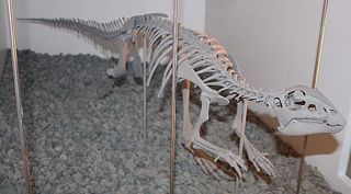 Hypsilophodon dinosaur skeleton