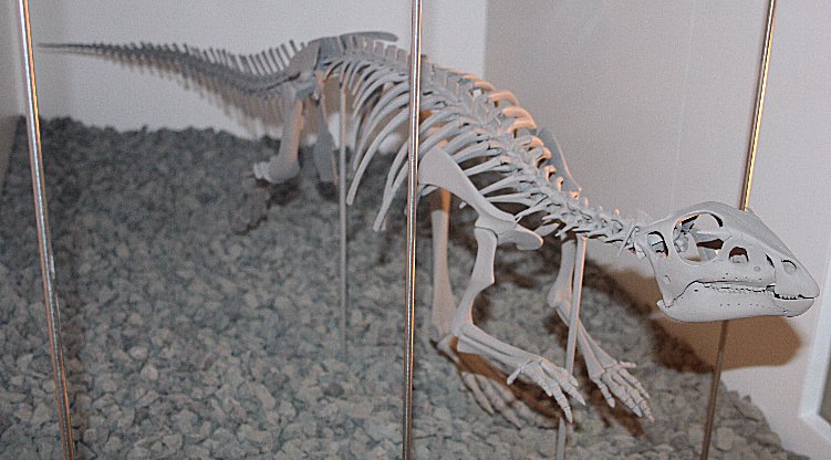 Hypsilophodon dinosaur skeleton