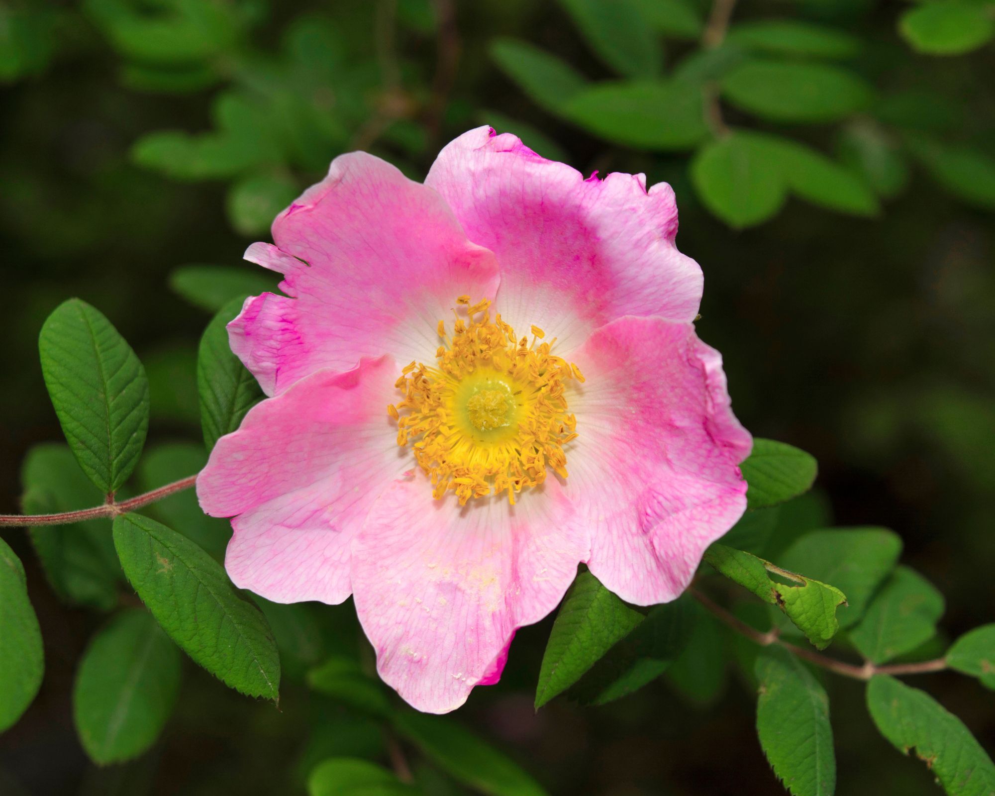 Pink wild rose