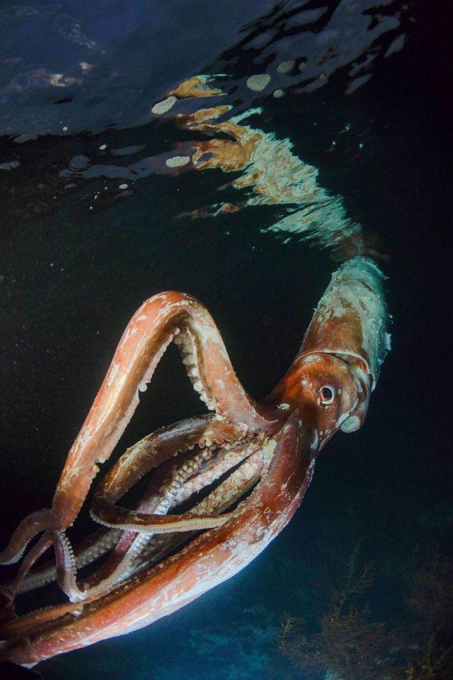 Giant squid: Diver captures stunning photos of rare 8-foot sea creature ...