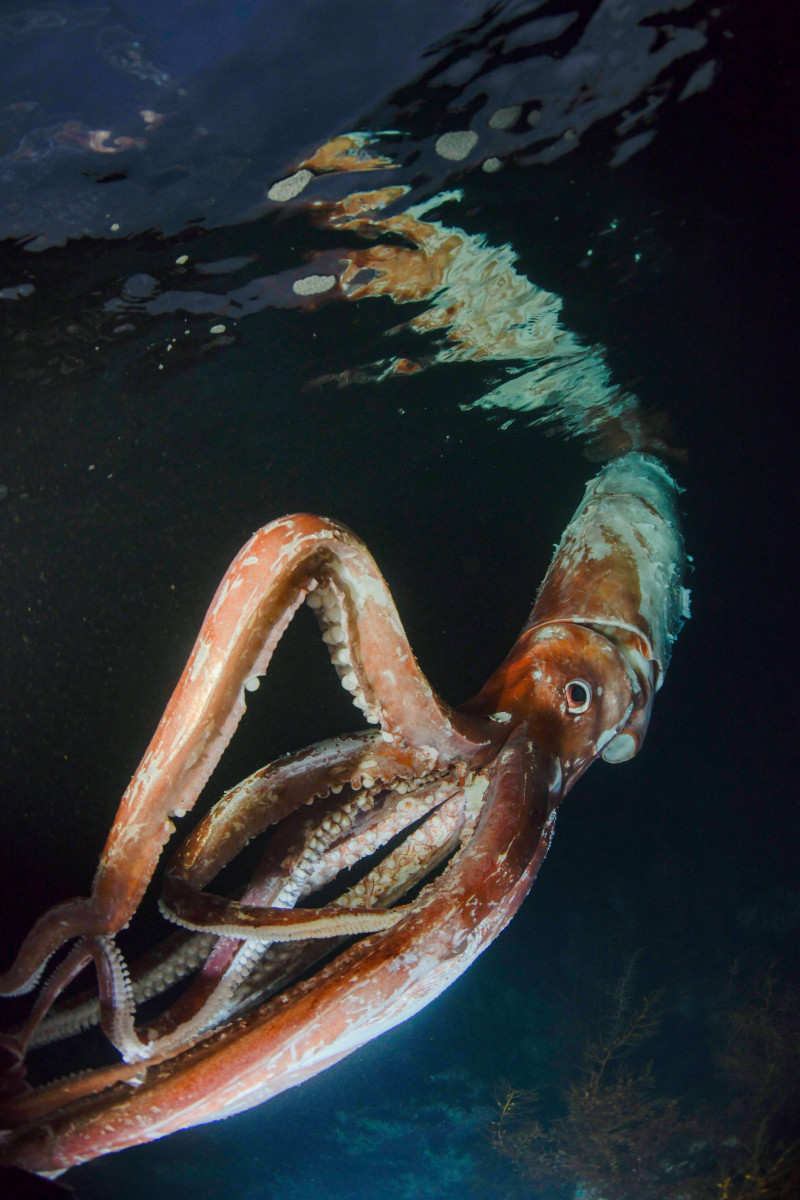 Una vista vertical del calamar gigante desde abajo.  Los tentáculos cubiertos de ventosas del animal son visibles.