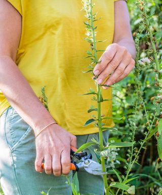 cutting back foxglove