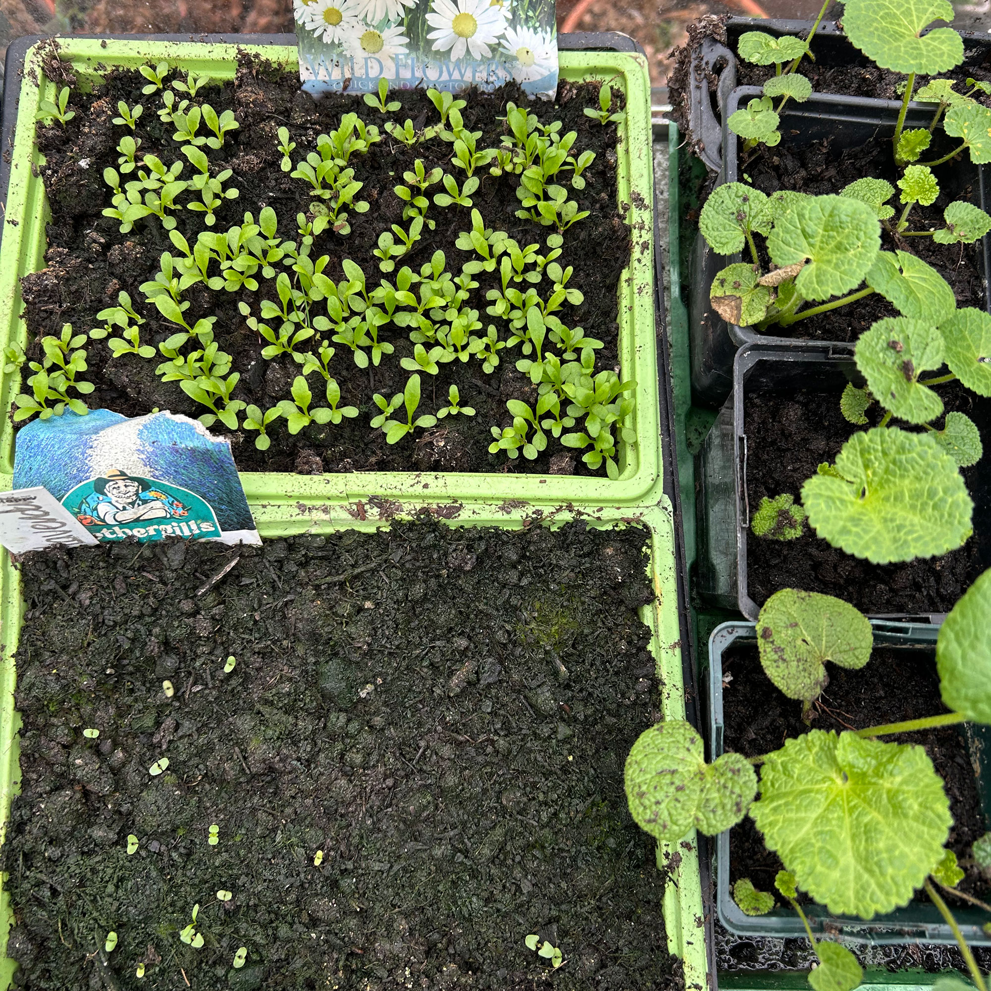 Collection of plastic trays filled with seedlings in various stages of growth, viewed from above