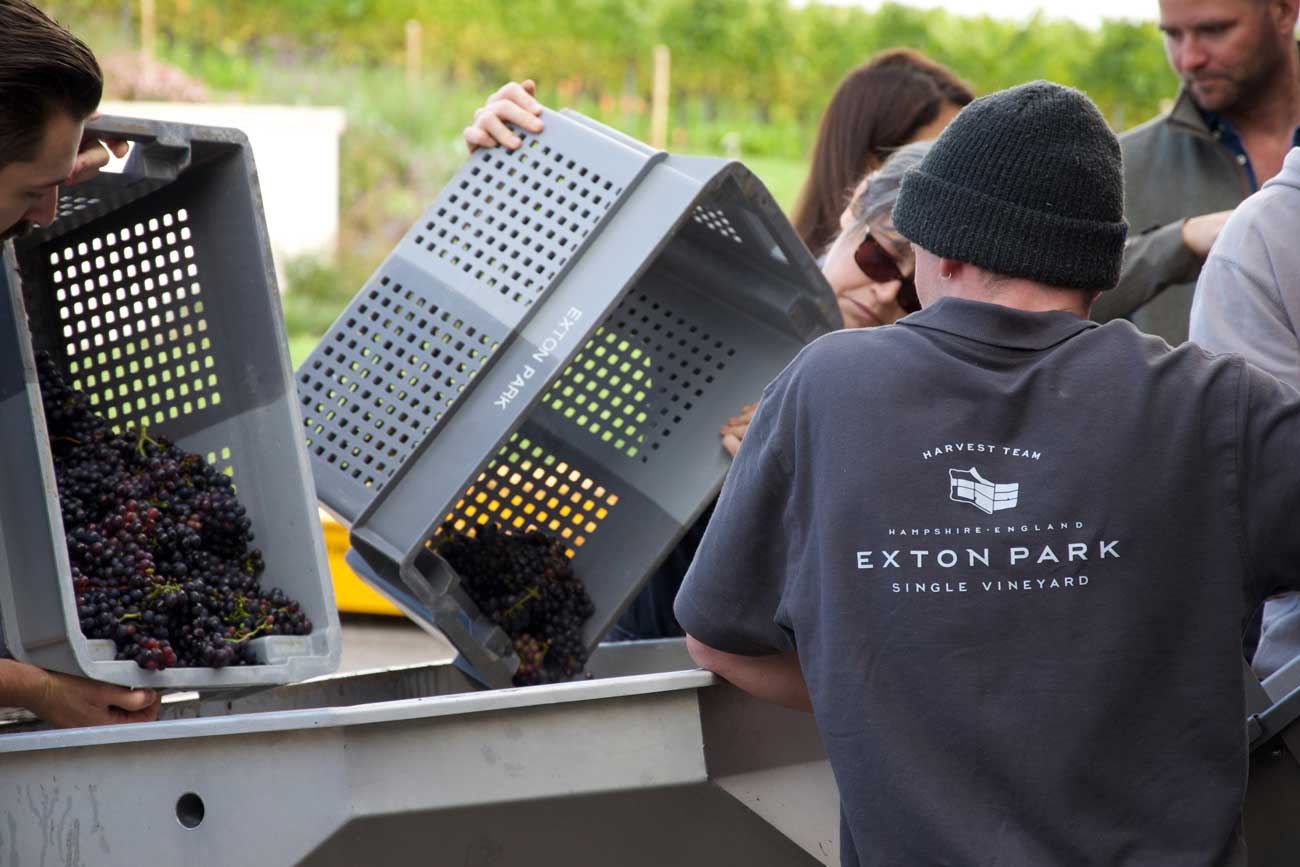 Harvest 2023 at Exton Park