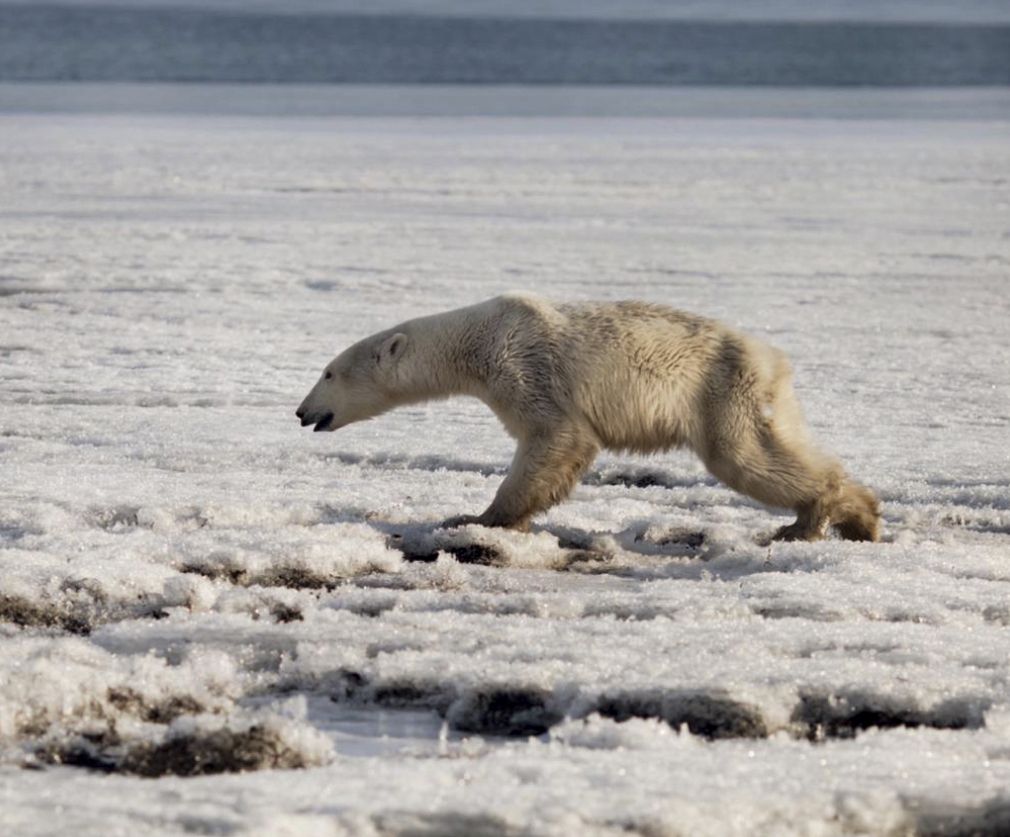 An exhausted polar bear in a small Russian village.