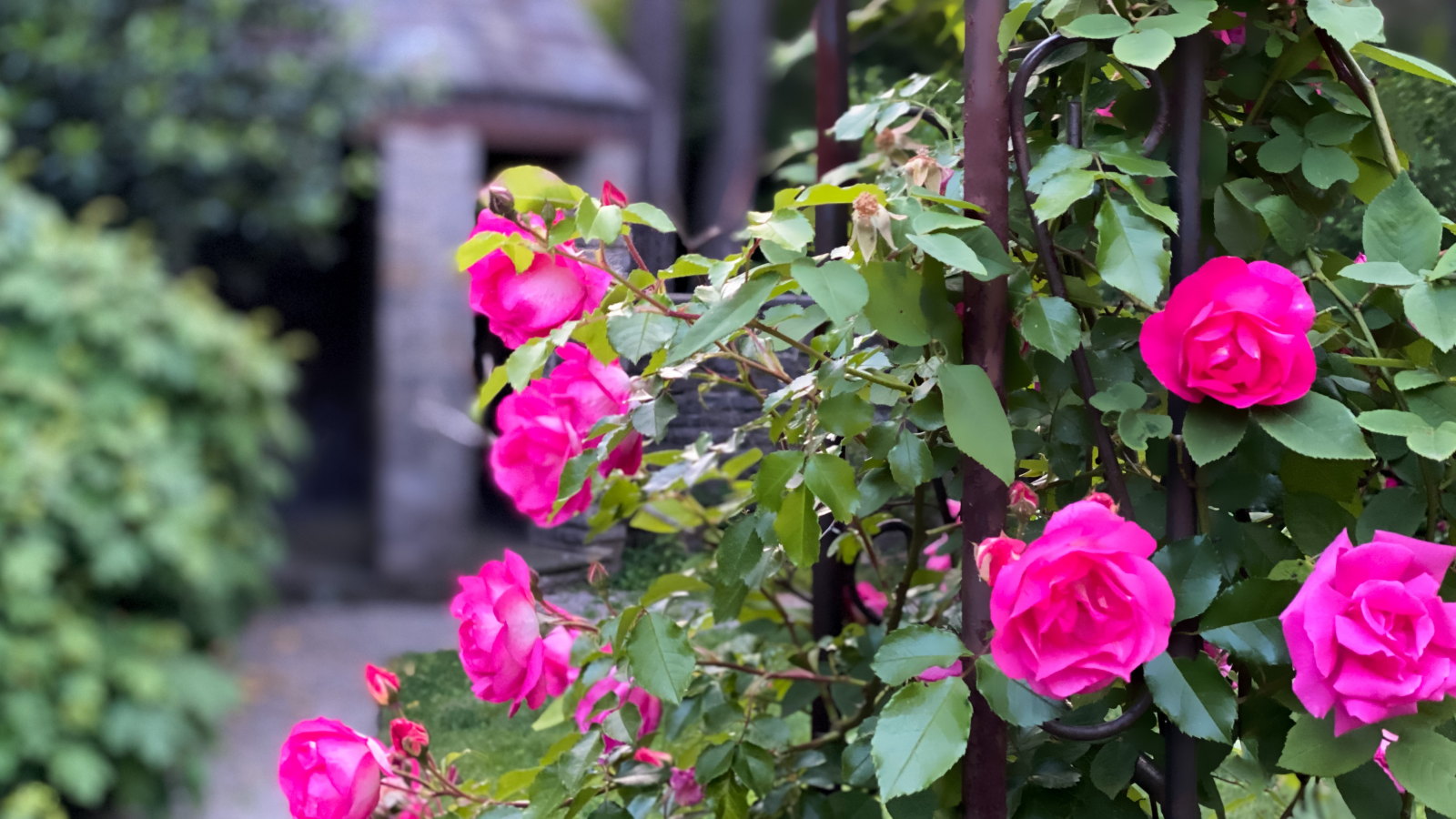 A pink climbing rose flowering on a metal garden trellis