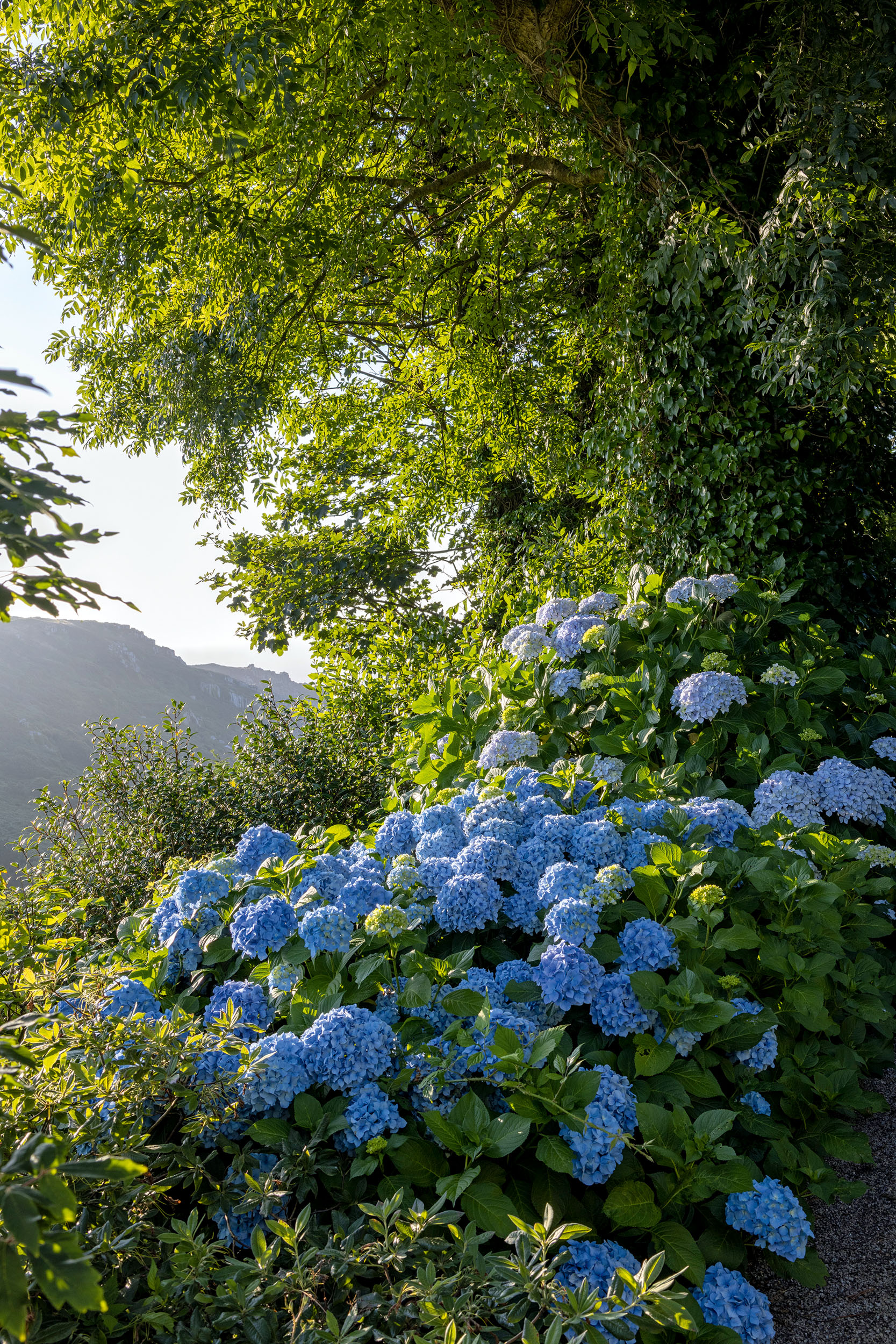 The gardens at Chygurno in Cornwall