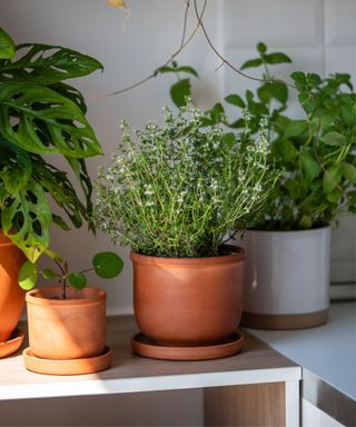 Indoor herb garden in a mix of pots