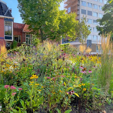 community garden full of flowers and grasses