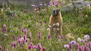 A yellow-bellied marmot in a field of Colorado wildflowers