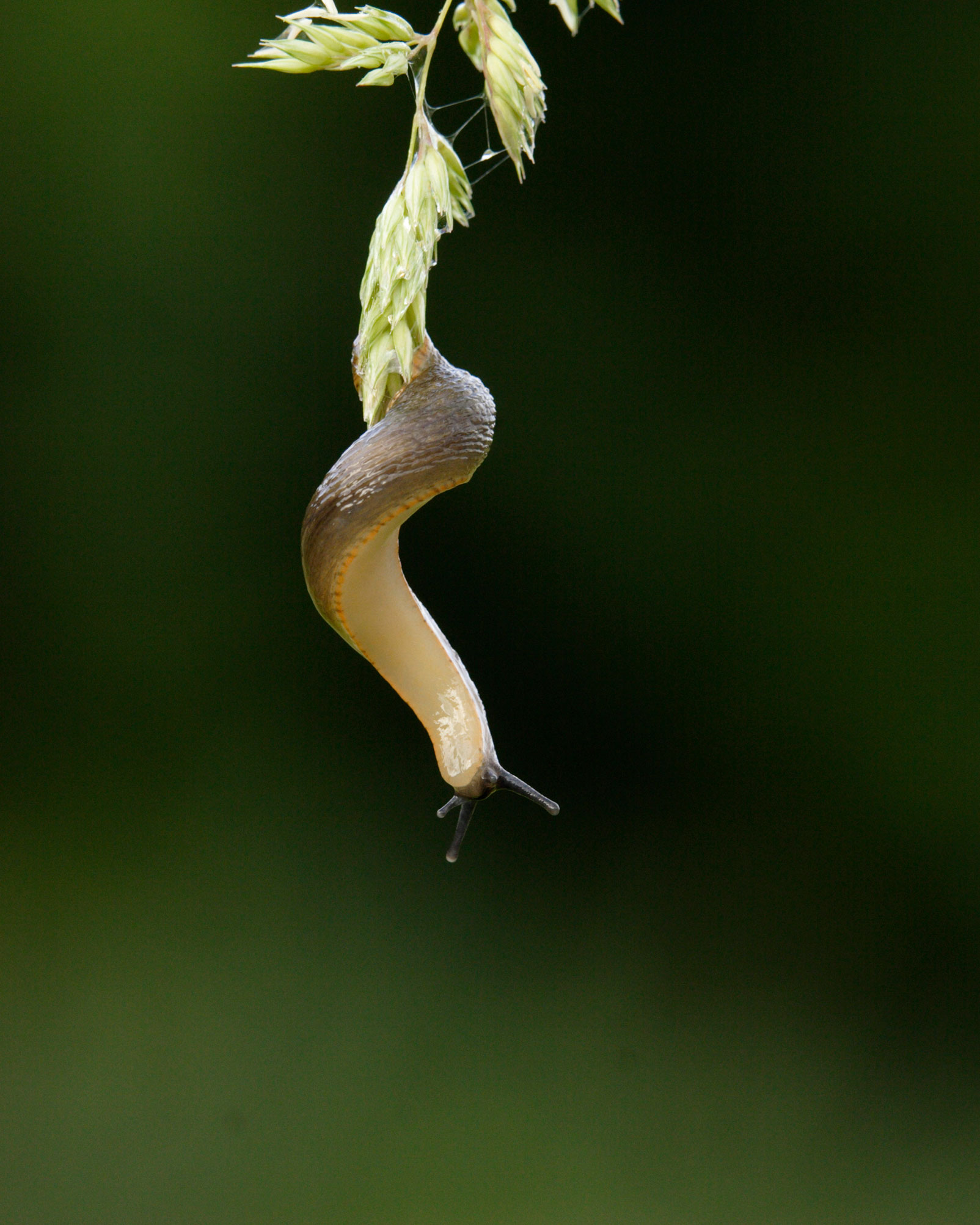 A Large Black Slug (Arion ater) attached to a piece of grass by its own slime. Lovely.
