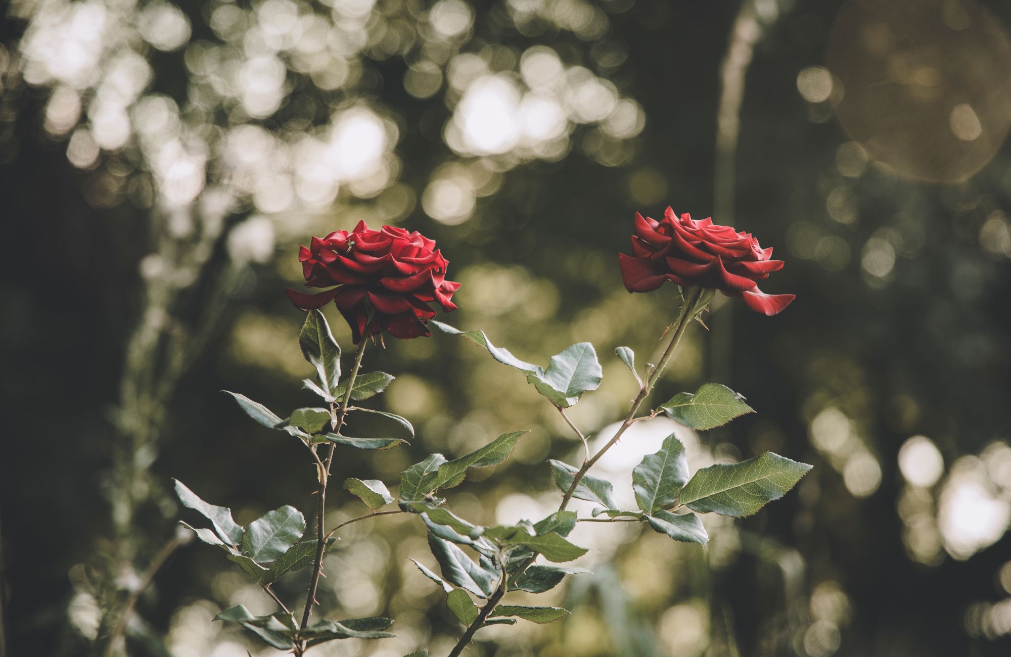 Soft focus Gothic style color two rose flowers in nature environment blurred background unfocused space