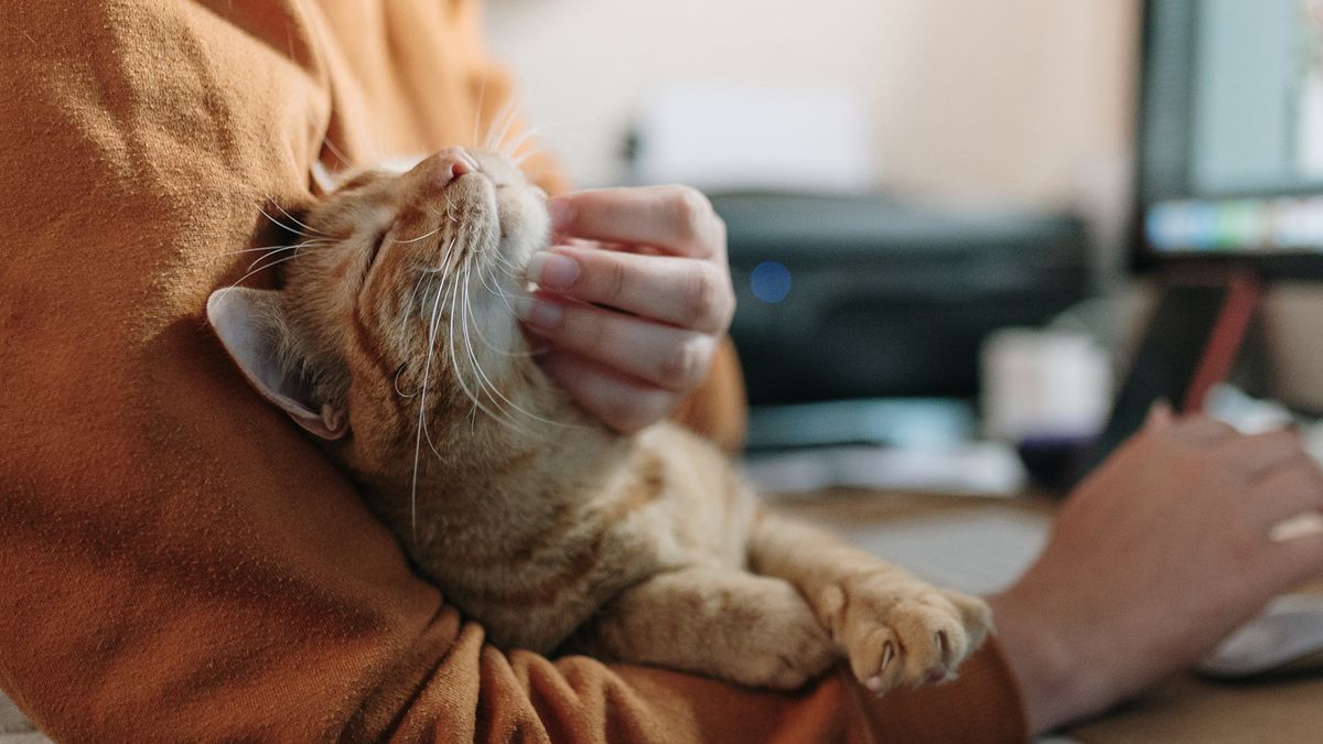 Cat lying on human&#039;s lap getting it&#039;s chin stroked