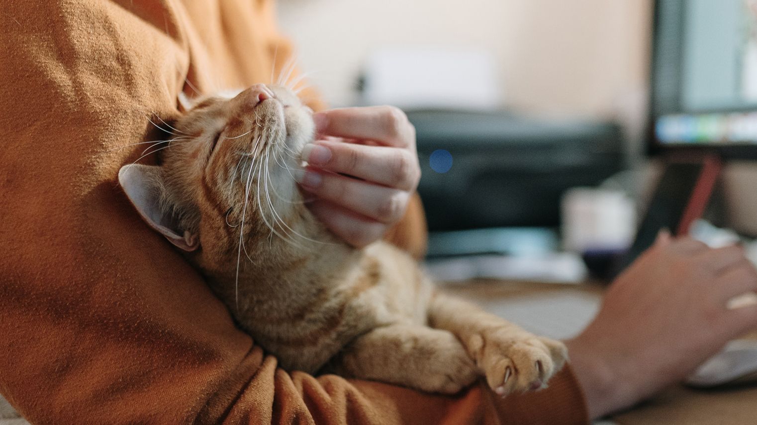 Cat behaviorist shares 8 fascinating feline facts to help you better