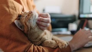 Cat lying on human's lap getting it's chin stroked