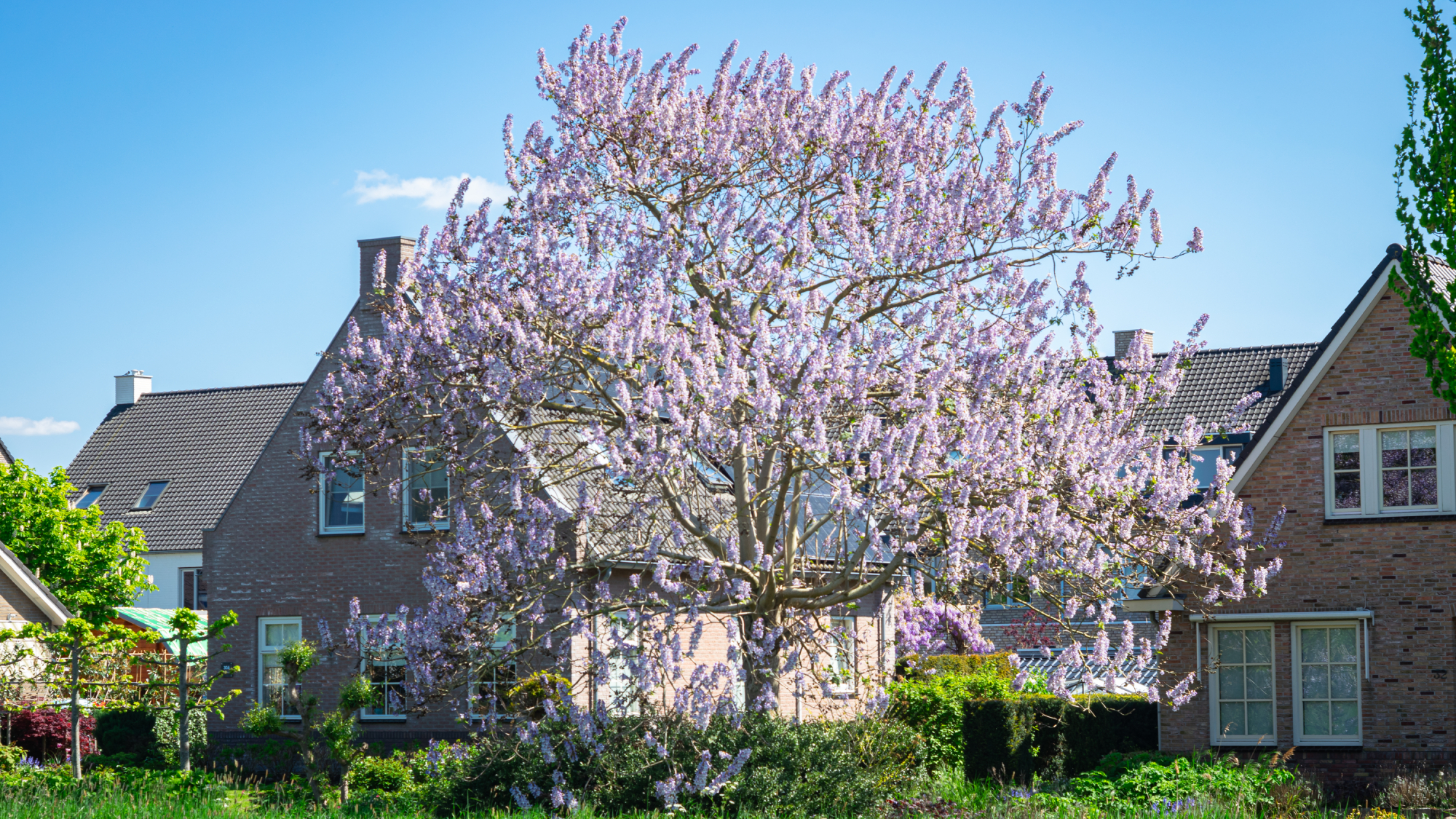 Empress tree in front yard