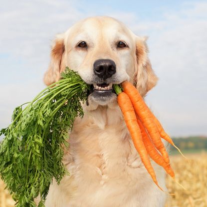 dog holding bunch of carrots 