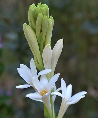 white tuberosa flower