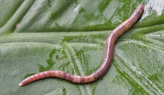 Leeches can jump – yes jump – and it has been caught on video in a world first 