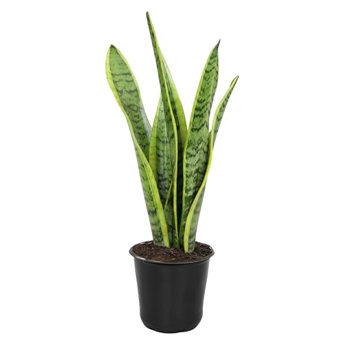 Altman Plants Live Snake Plant (laurentii), Approx. 30" Tall, Virtually Indestructible, Easy Succulent Houseplant, 4 in Pot