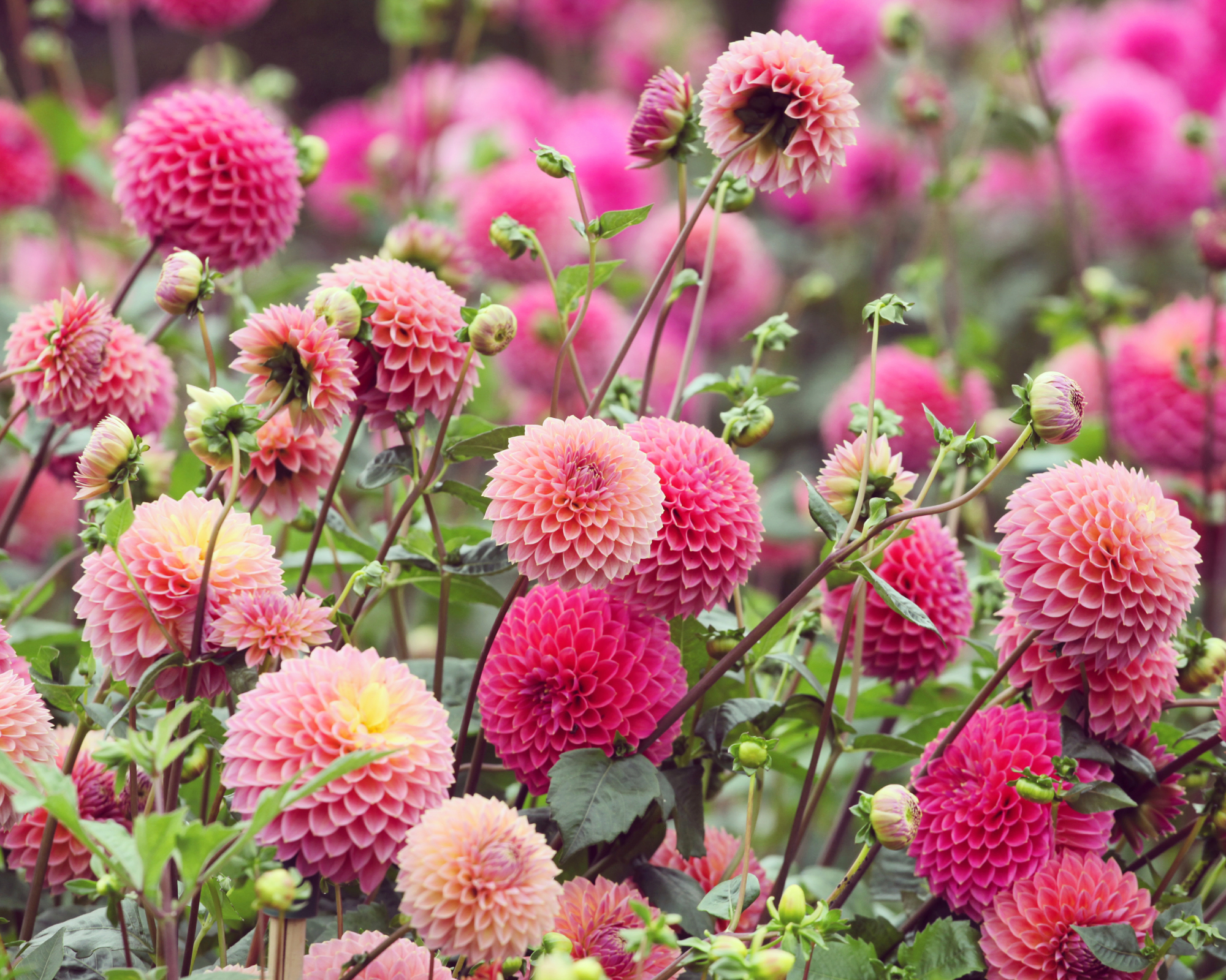 Pink ball pompon Dahlia 'Polventon Kristobel' in flower