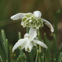 Snowdrop (Double-flowered) at Thompson &amp; Morgan