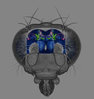 Drosophila brain