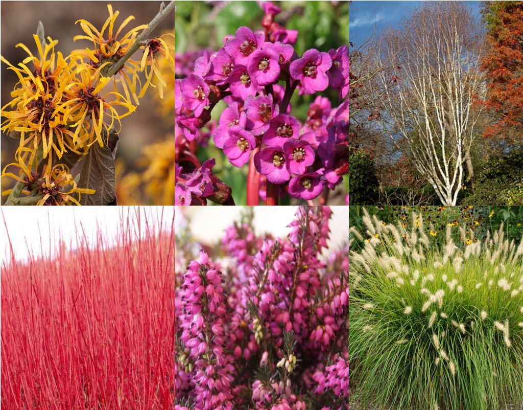 How to plan a winter garden from planting to maintenance Real Homes