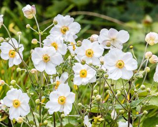 White flowers of Japanese anemone 'Honorine Jobert'