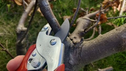 Testing the Wolf-Garten Anvil Pruner RSEN on a tree branch. 