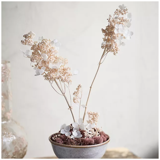 Preserved Hydrangea Paniculata Bunch from Terrain