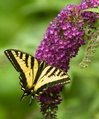butterfly bush Black Knight with western tiger swallowtail butterfly in summer