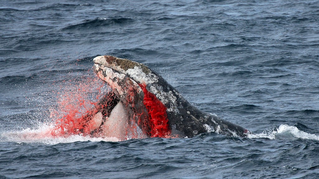 An orca attacks a whale, which is gushing blood from its mouth.