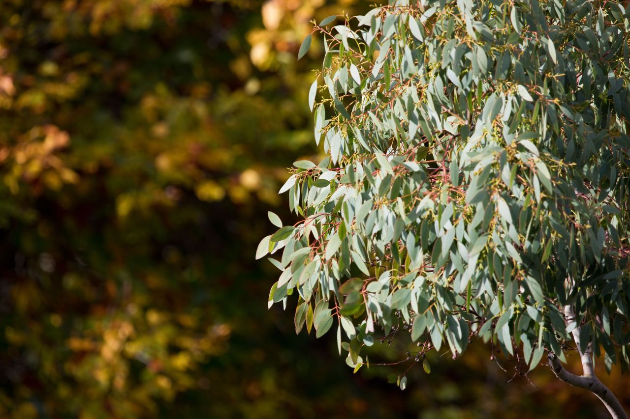 7 plants to avoid in a small garden 7 plants to avoid in a small garden