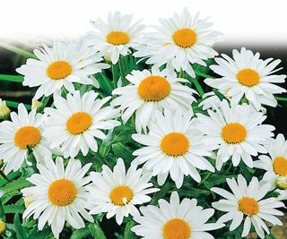 Shasta daisy 'Alaska'