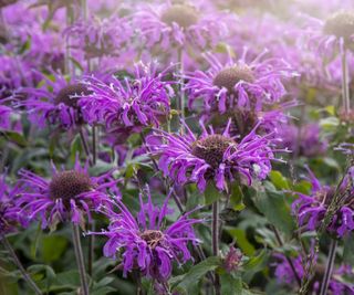 Monarda Balmy purple beebalm