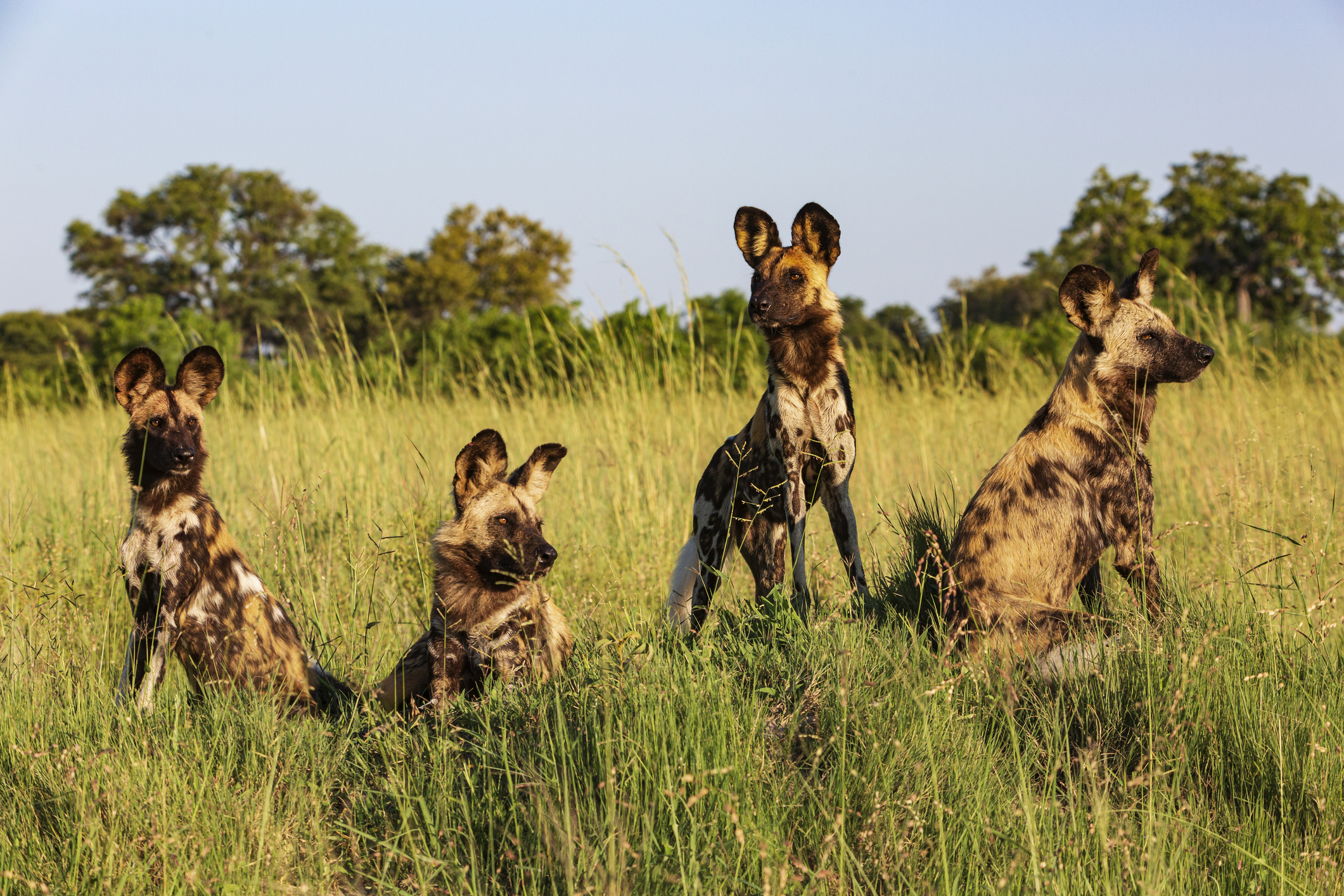 Four african wild dogs sitting together