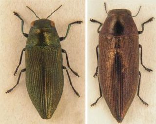 green and brown jewel beetles