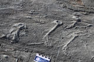 Fossil rangeomorphs