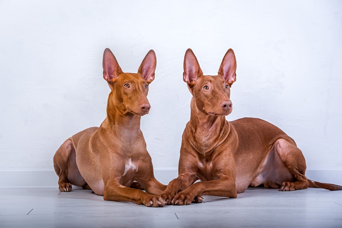 32 unpopular dog breeds | PetsRadar