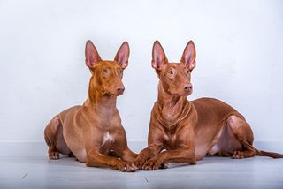 A pair of Pharoah hounds lying down