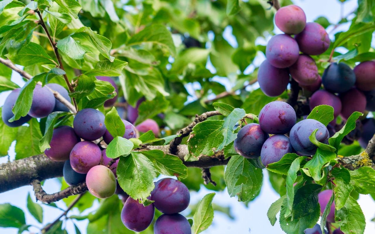 President Plum Tree Full Of Plums