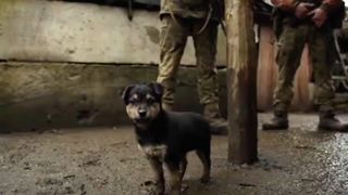 Rambo the stray puppy protecting Ukrainian soldiers