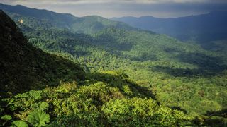 Lush Monteverde rainforest in Cosa Rica