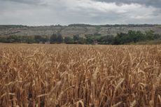 A wheat field in the Donbas region of Ukraine