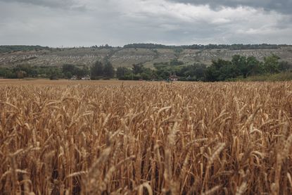 A wheat field in the Donbas region of Ukraine