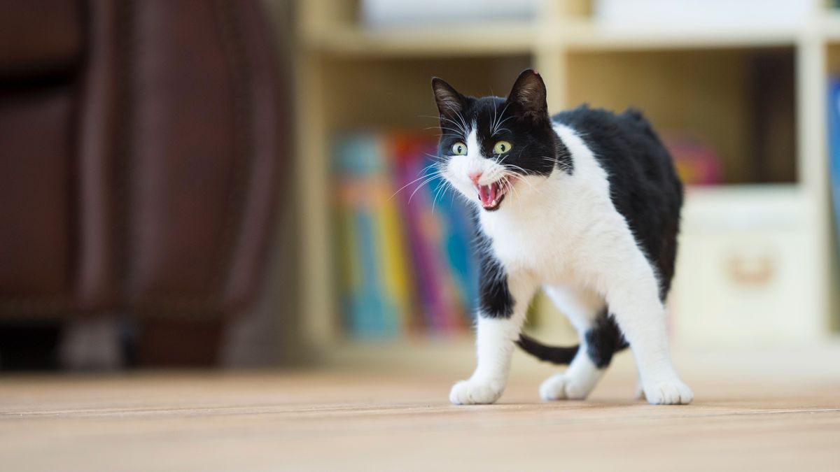 Angry Cat? 8 Ways People Hiss Off Cats