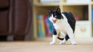 Black and white cat standing on the floor and hissing