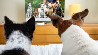 best ways to memorialize your pet — dogs watching video