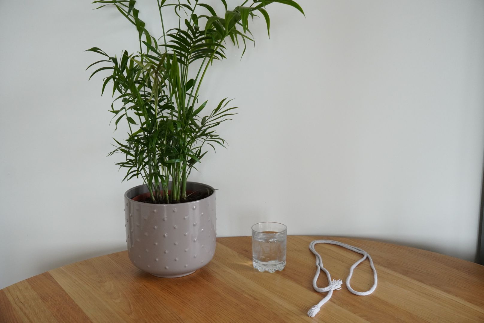 We Tried the DIY Self-Watering Planter Hack Using Rope | Livingetc